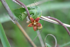 Hemidesmus indicus var. indicus